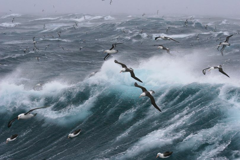 Seagulls and rough sea1